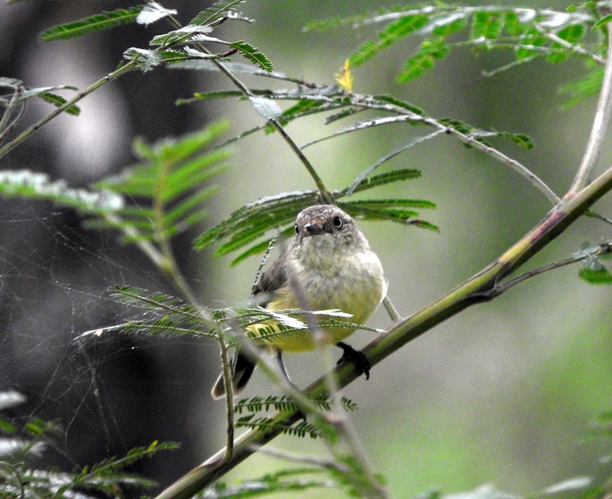 Buff-rumped Thornbill - ML88148021