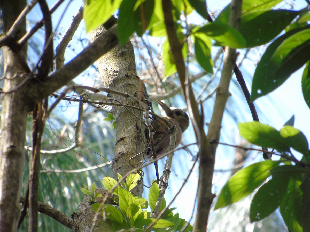 Smoky-brown Woodpecker - ML88148571