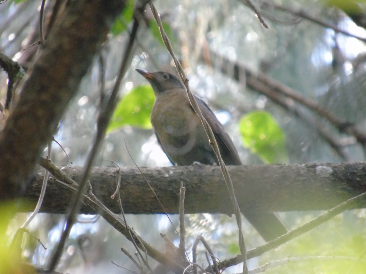 White-throated Thrush - ML88148621
