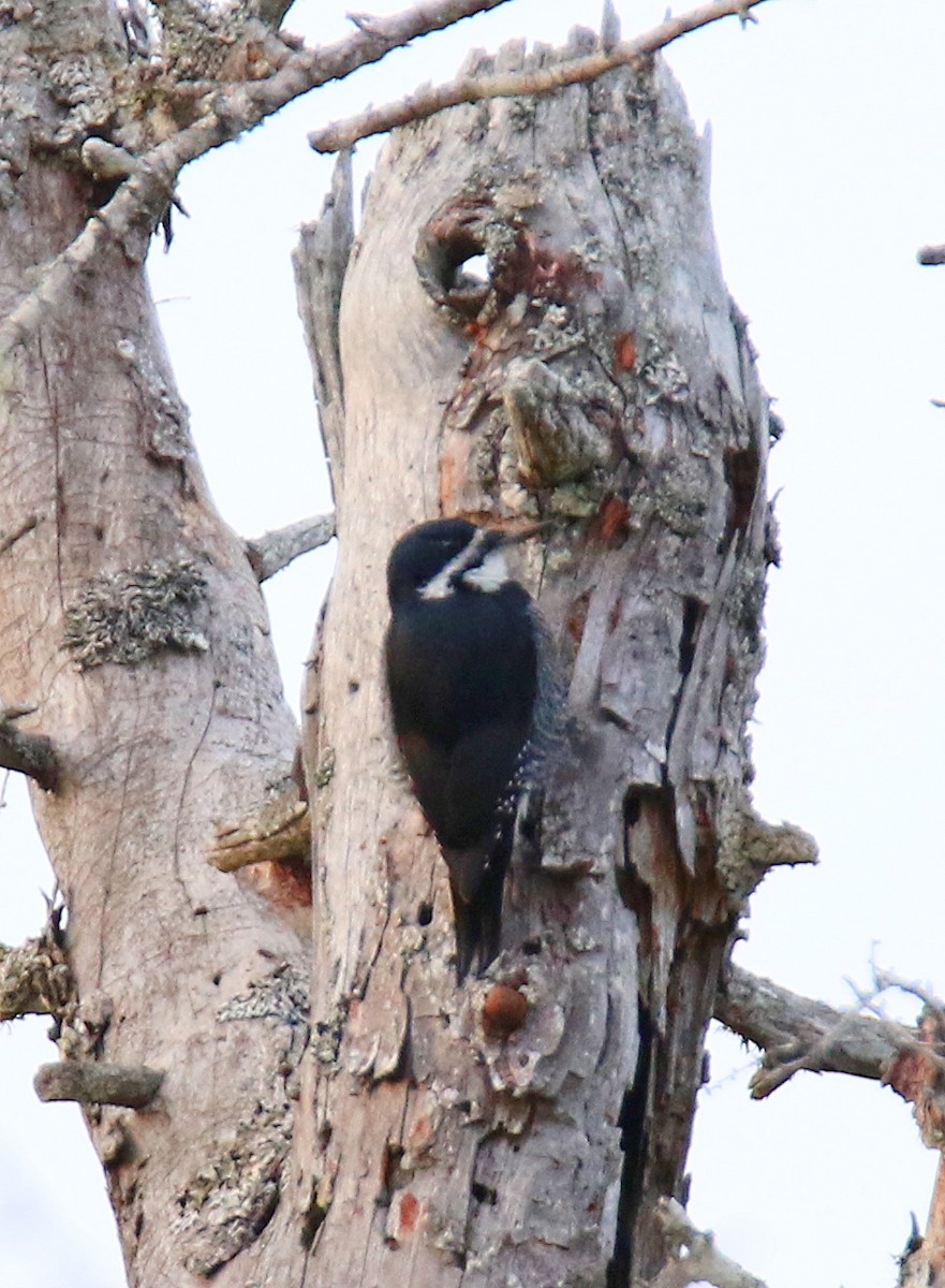 Black-backed Woodpecker - Karmela Moneta