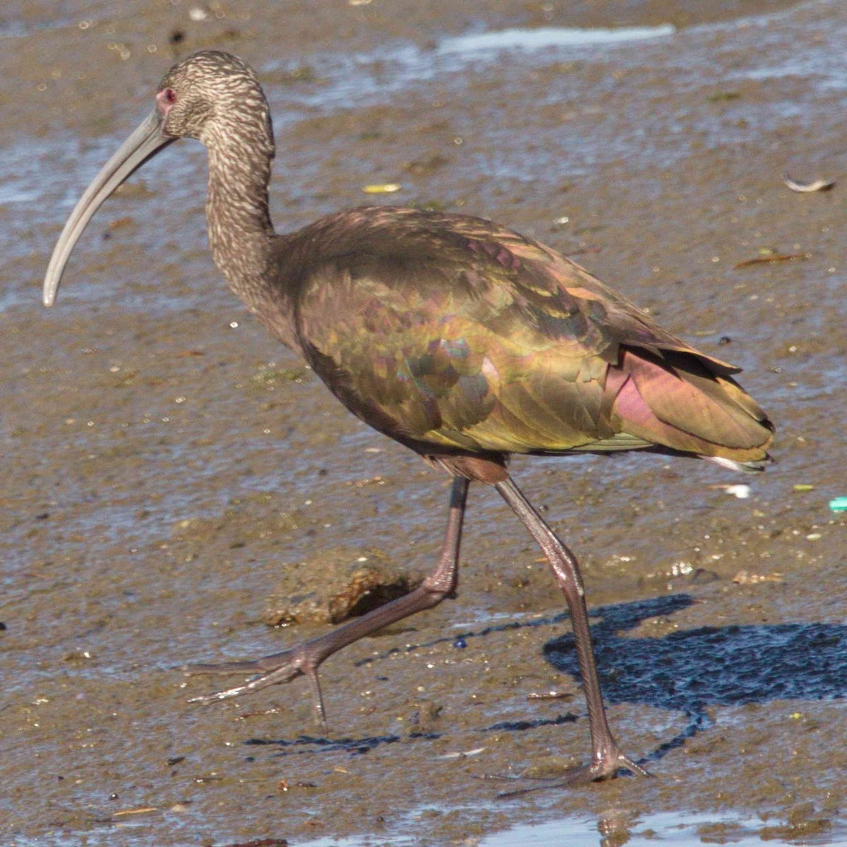 White-faced Ibis - DAB DAB