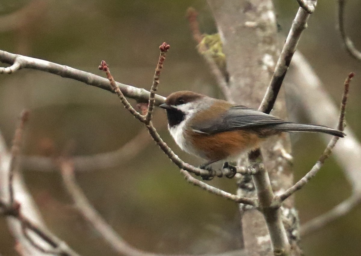 Boreal Chickadee - Karmela Moneta