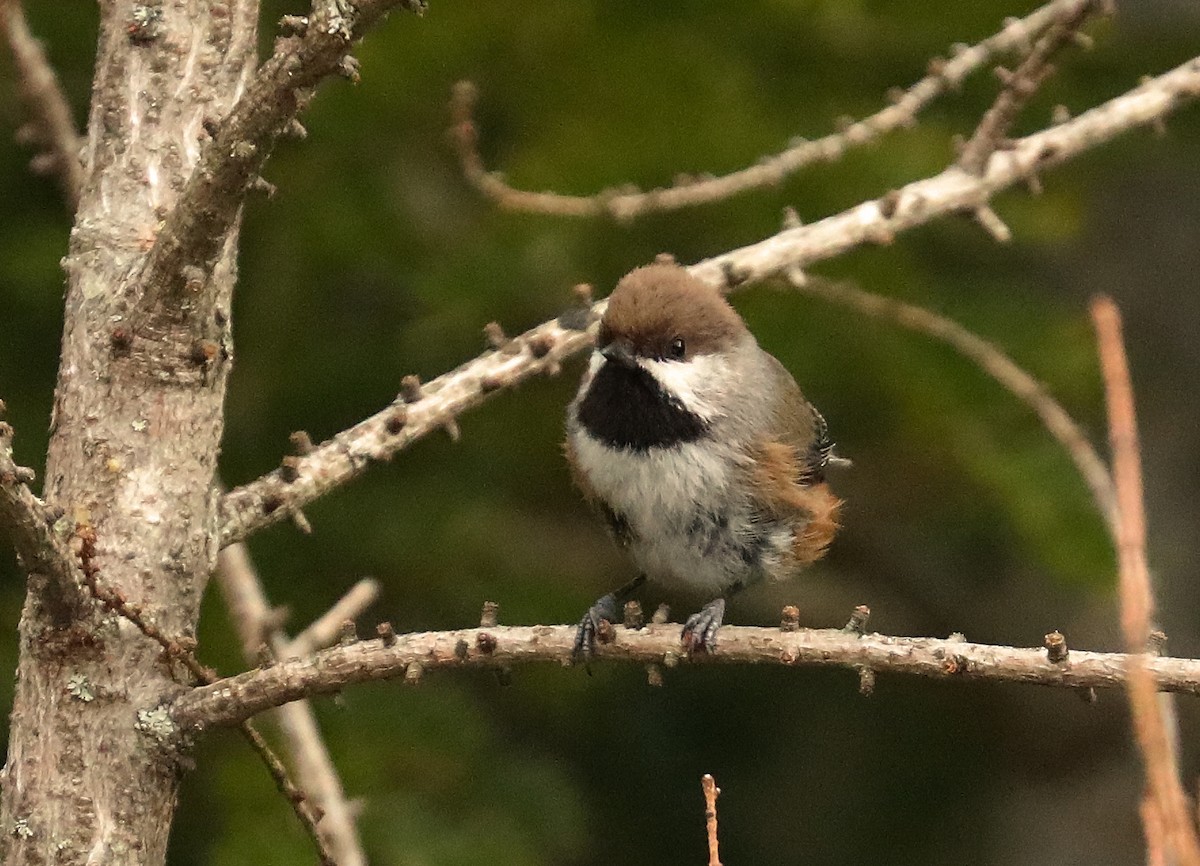 Boreal Chickadee - Karmela Moneta