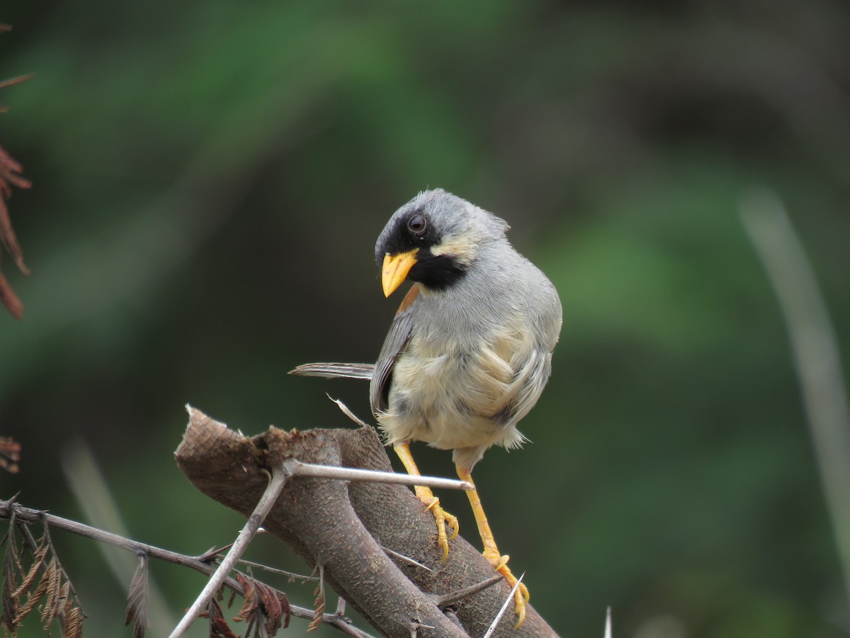 Buff-bridled Inca-Finch - ML88149691