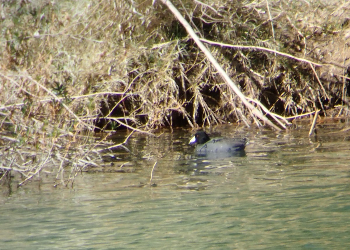 American Coot - ML88151361