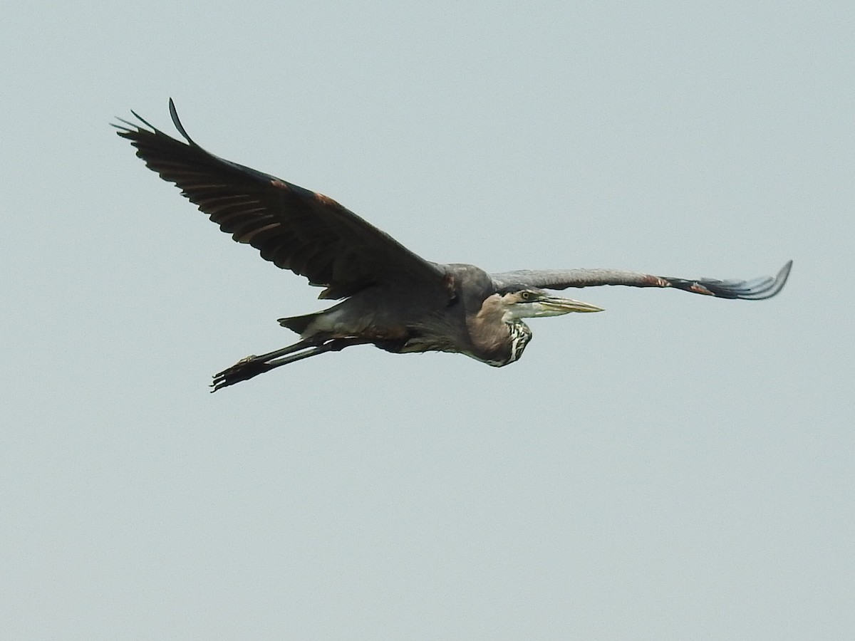 Great Blue Heron - Sara Masuda