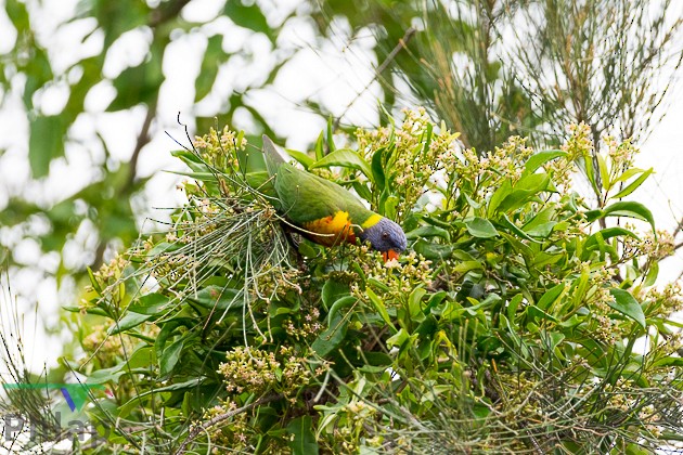 Rainbow Lorikeet - ML88151921