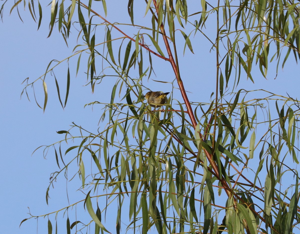 Forty-spotted Pardalote - Cheryl McIntyre