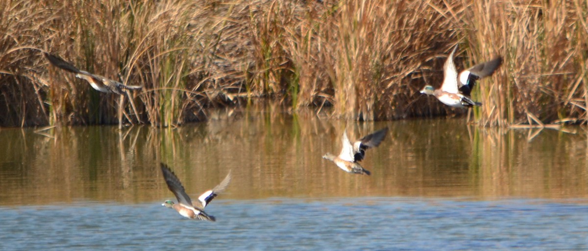 American Wigeon - ML88152891