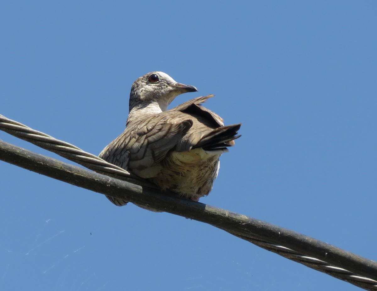 Inca Dove - Karen Halliday