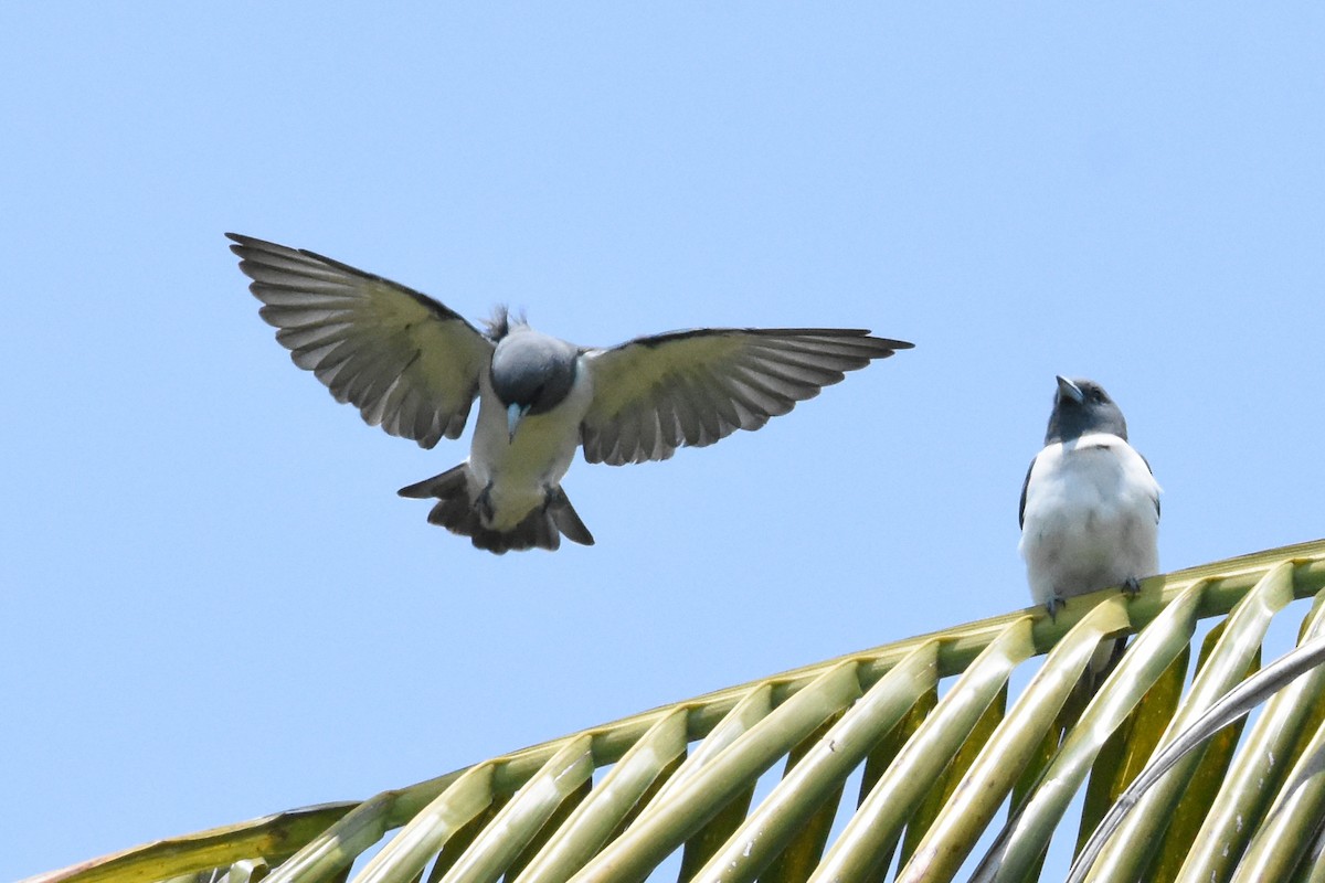 White-breasted Woodswallow - ML88156421