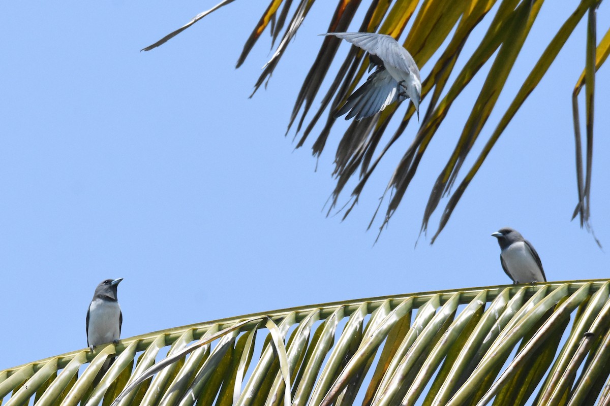 White-breasted Woodswallow - ML88156641