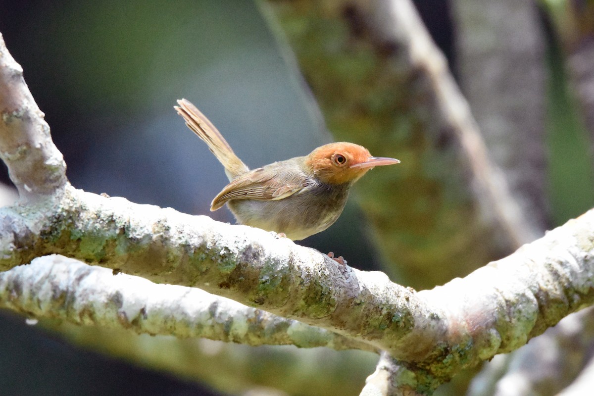 Rostwangen-Schneidervogel - ML88156781