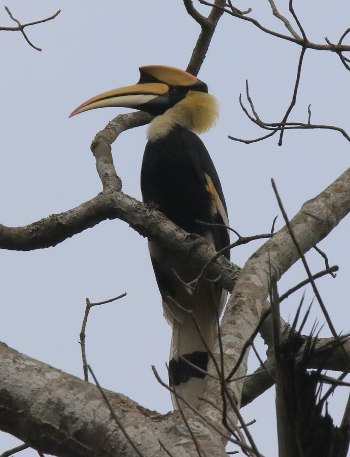 Great Hornbill - ML88156891