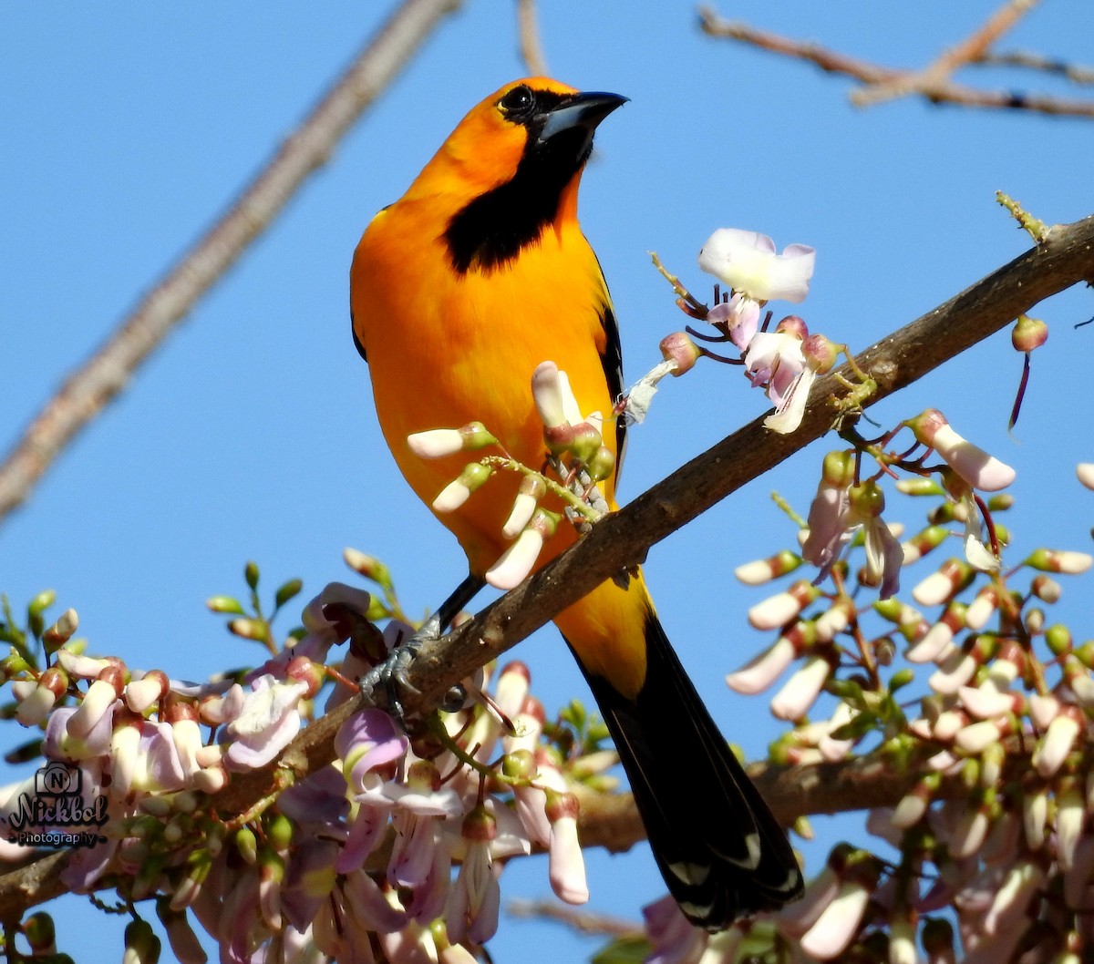 Streak-backed Oriole - ML88157511