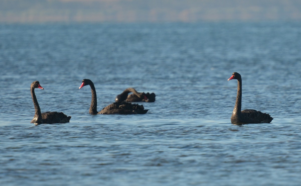 Black Swan - ML88158671