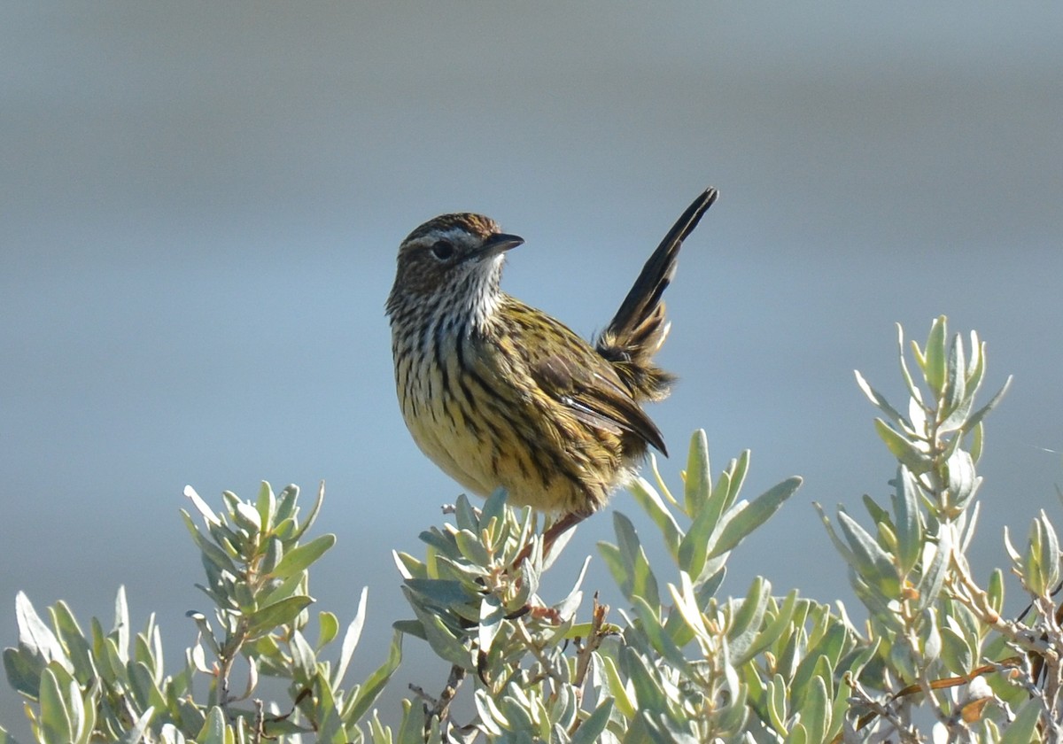 Striated Fieldwren - ML88158951