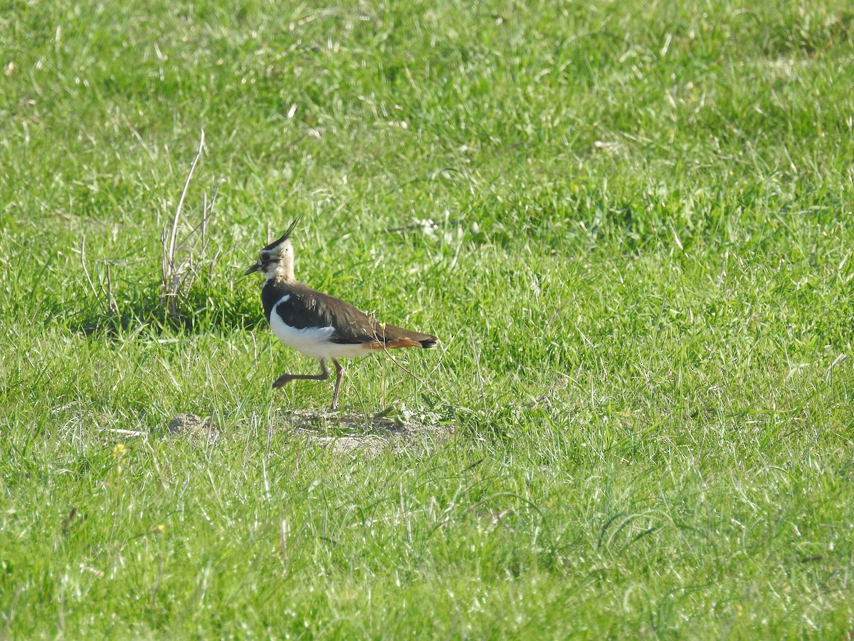Northern Lapwing - Ashwin Viswanathan