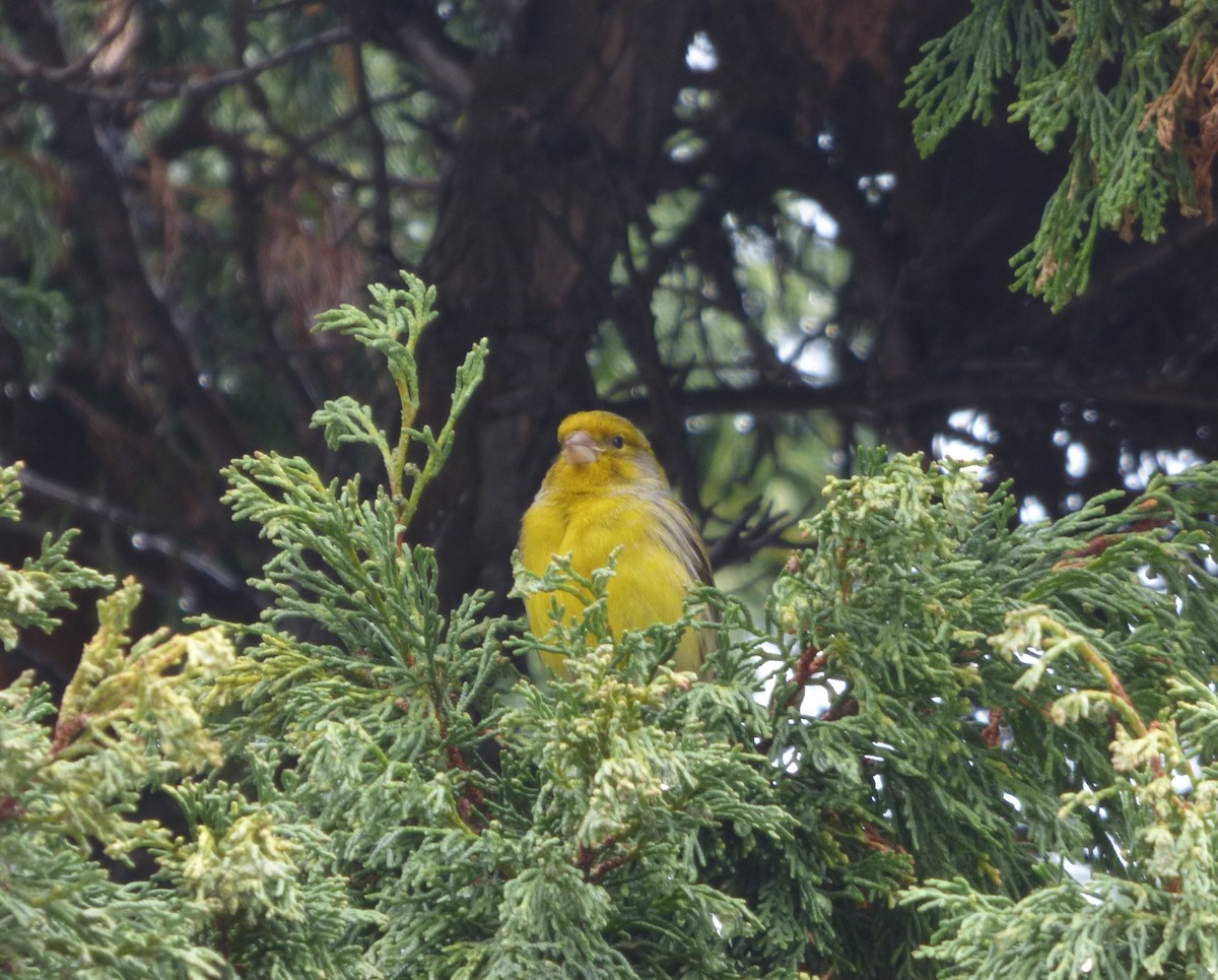 Serin des Canaries - ML88159981