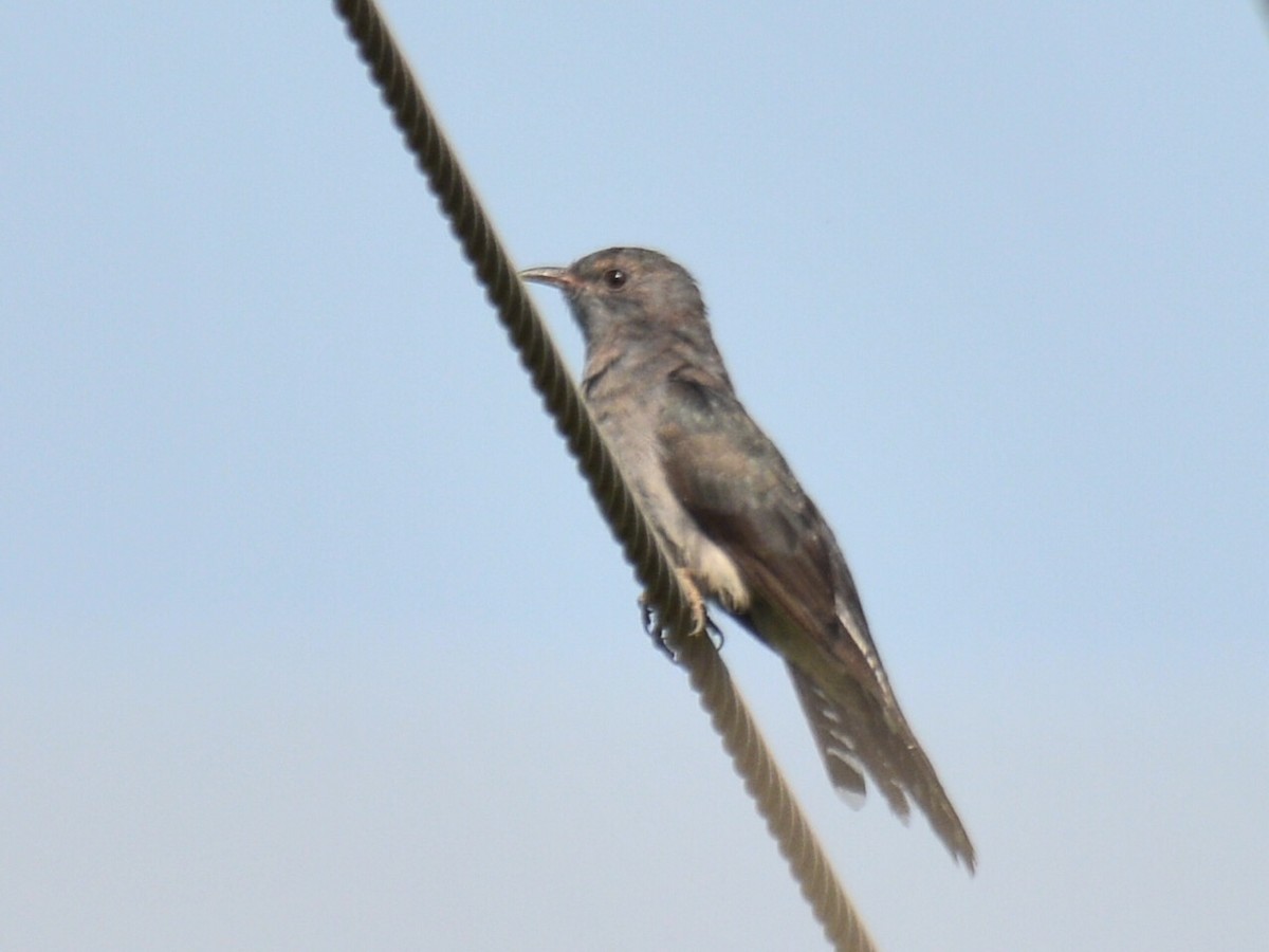 Gray-bellied Cuckoo - ML88161121
