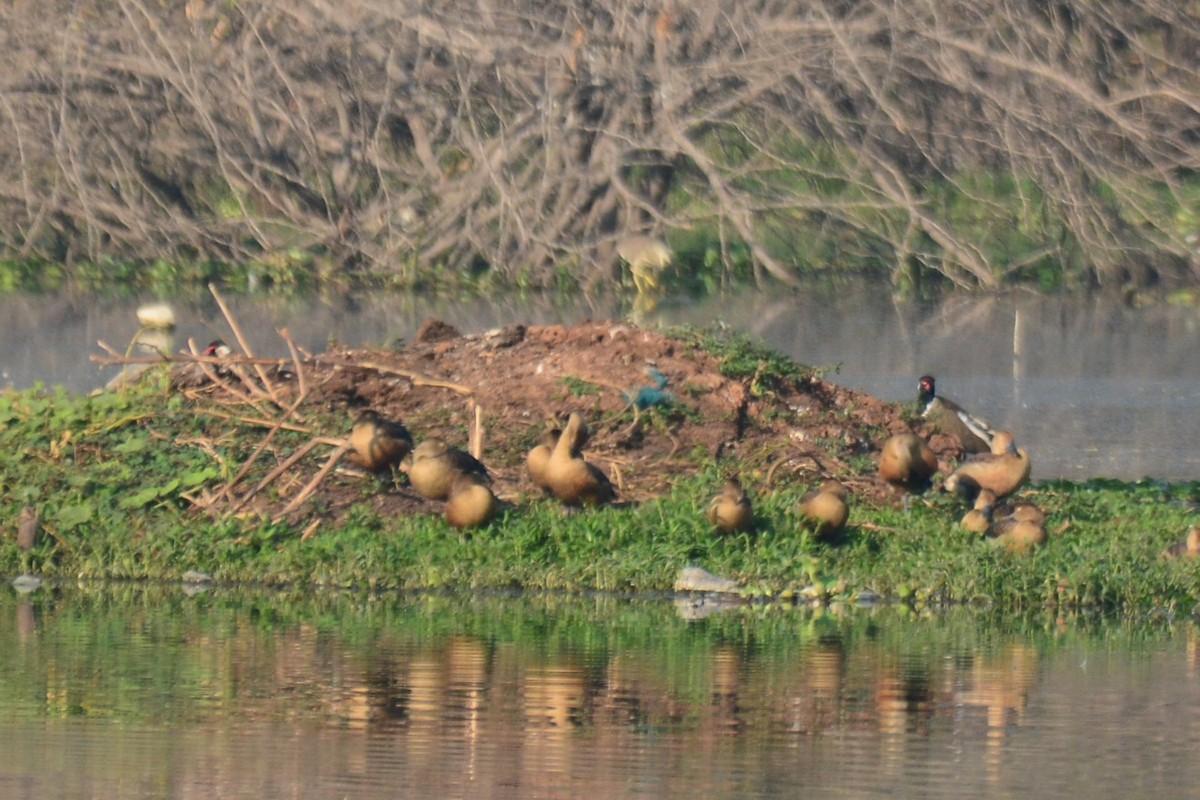 Dendrocygne siffleur - ML88161141