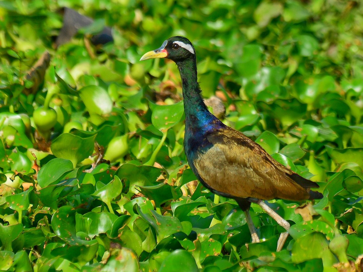 Bronze-winged Jacana - Renuka Vijayaraghavan