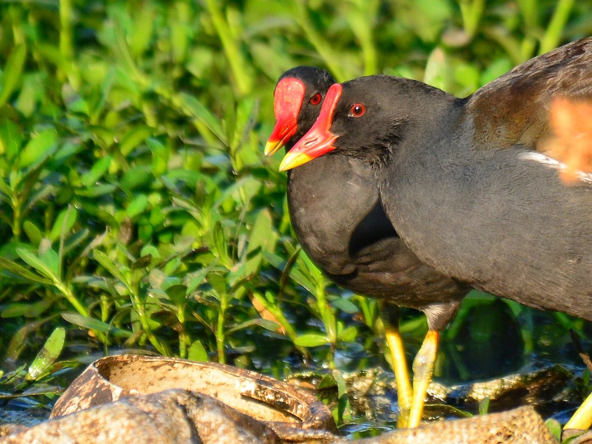 Eurasian Moorhen - Renuka Vijayaraghavan