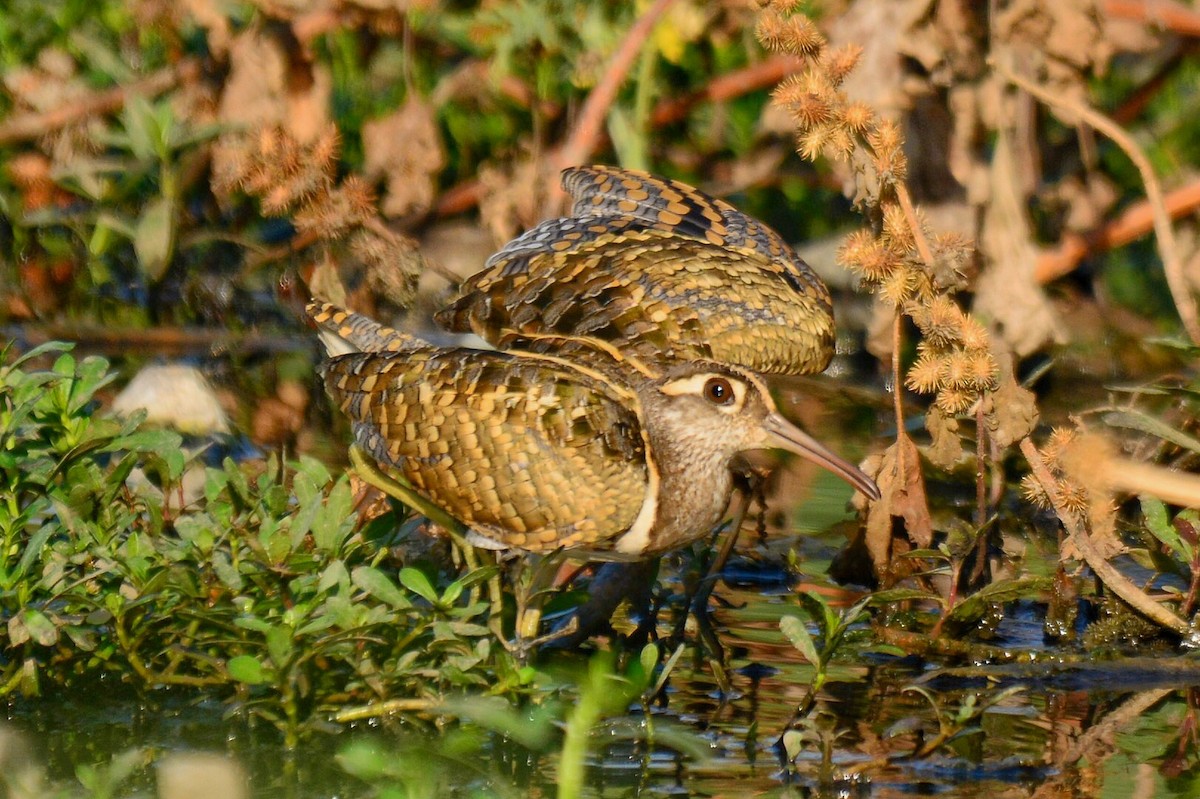 Greater Painted-Snipe - ML88161271