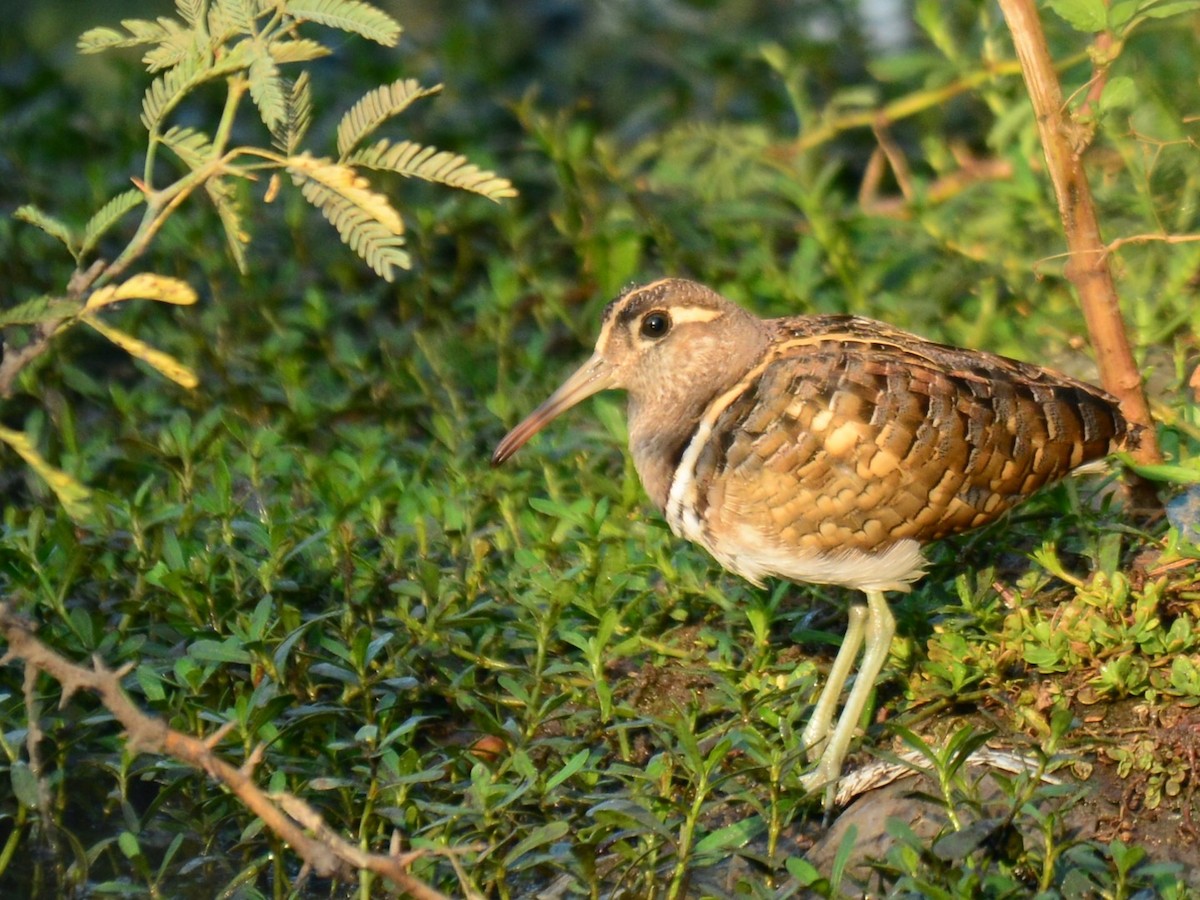 Greater Painted-Snipe - ML88161291