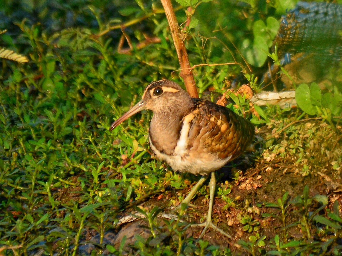 Greater Painted-Snipe - ML88161301