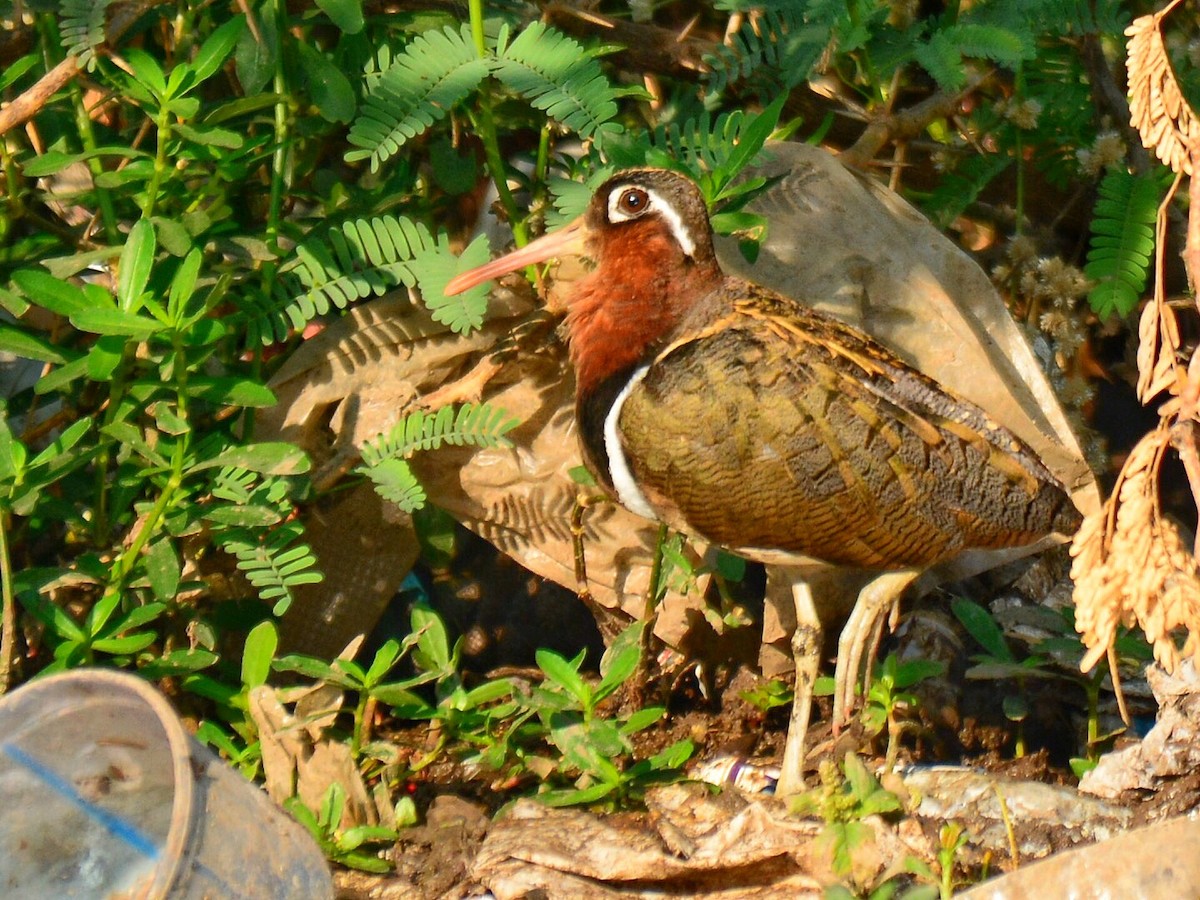 Greater Painted-Snipe - ML88161331