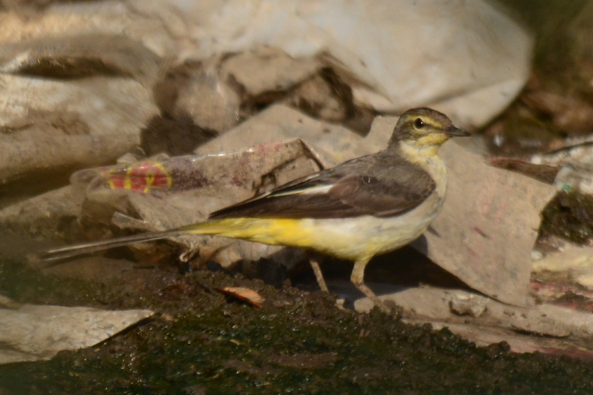 Gray Wagtail - ML88161381