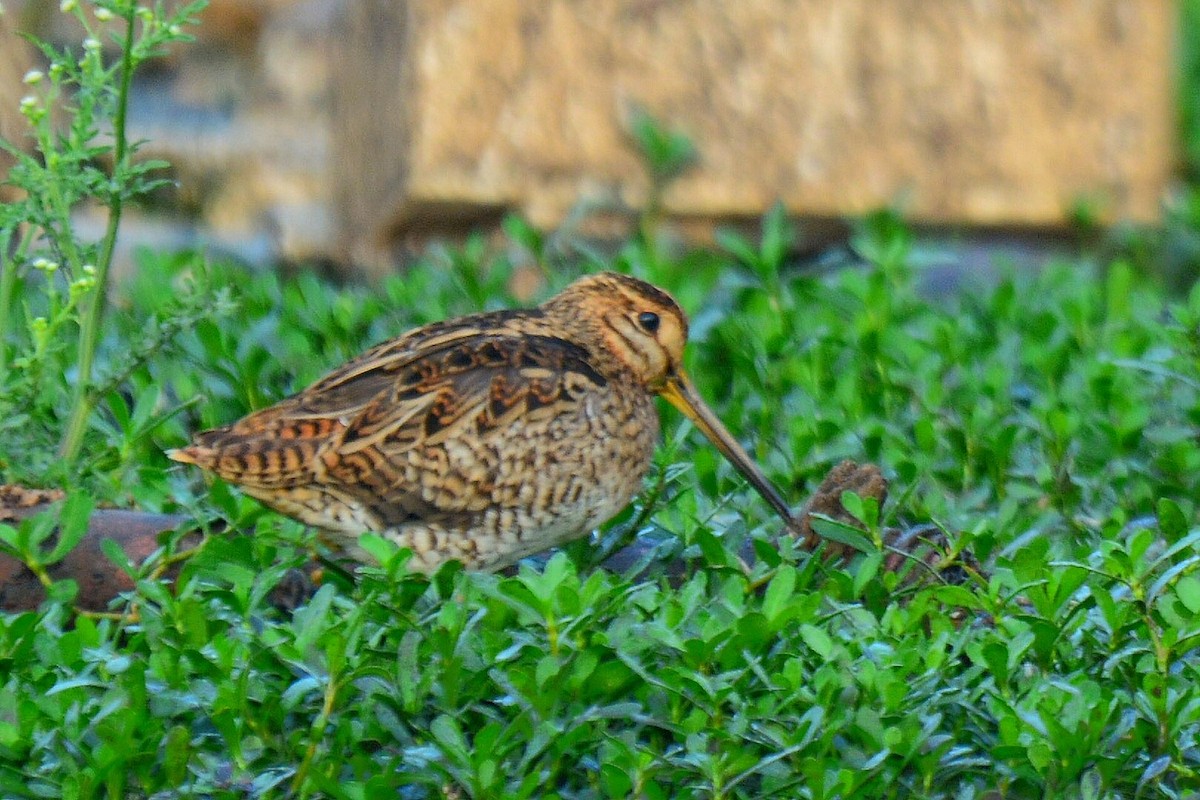 Swinhoe's/Pin-tailed Snipe - ML88161411