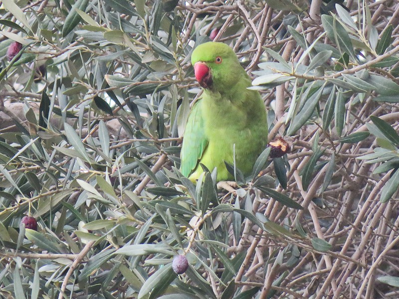 Yeşil Papağan - ML88161821