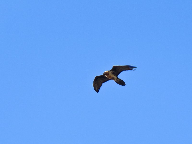 Bearded Vulture - ML88162301