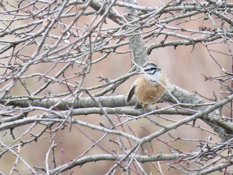 Rock Bunting - Yury Shashenko