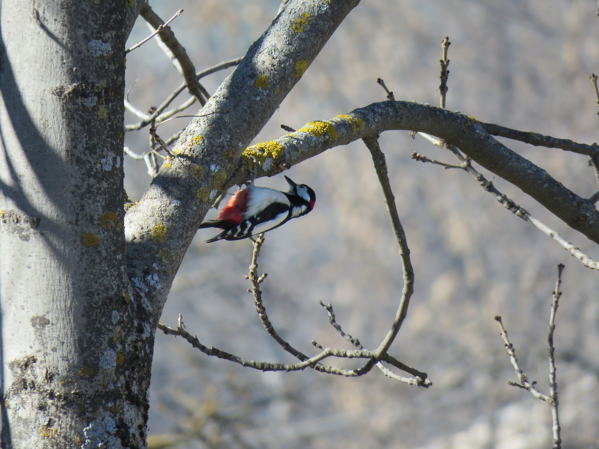 Great Spotted Woodpecker - ML88162411