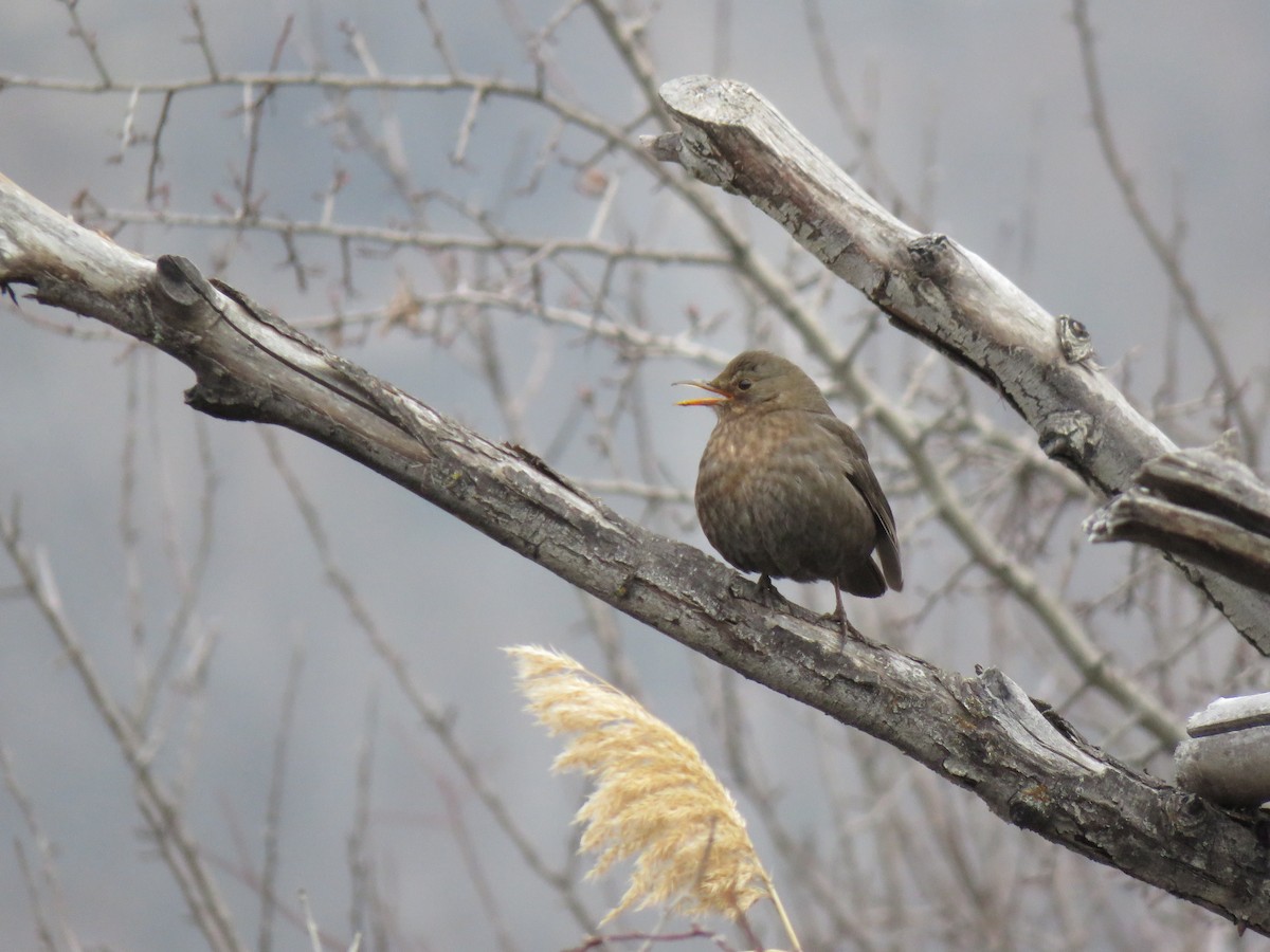 Eurasian Blackbird - ML88162431