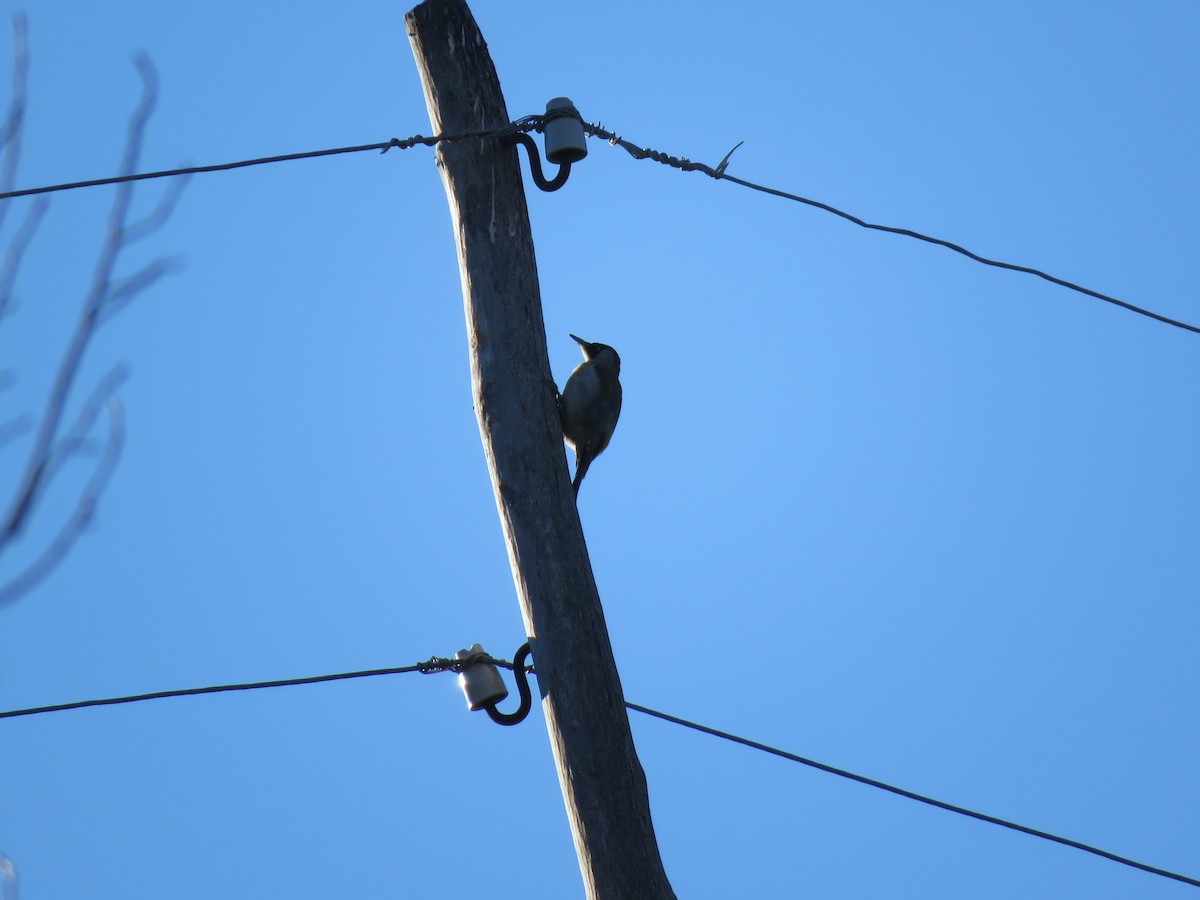 Eurasian Green Woodpecker - ML88162811