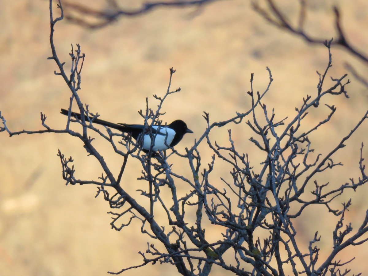 Eurasian Magpie - ML88162841