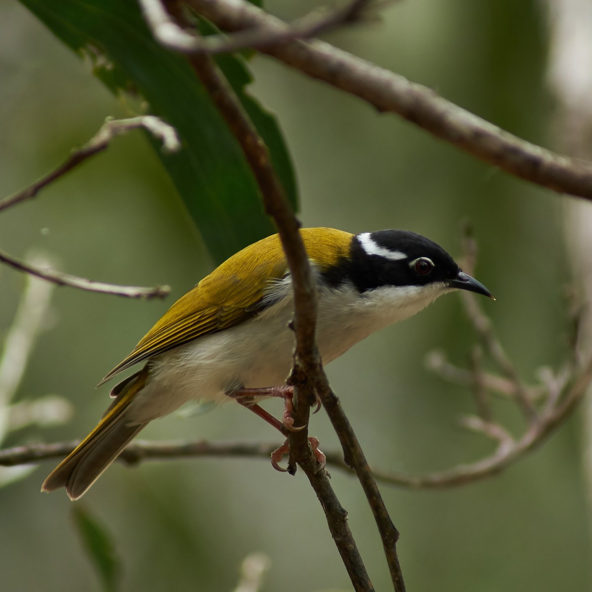 White-throated Honeyeater - ML88163931