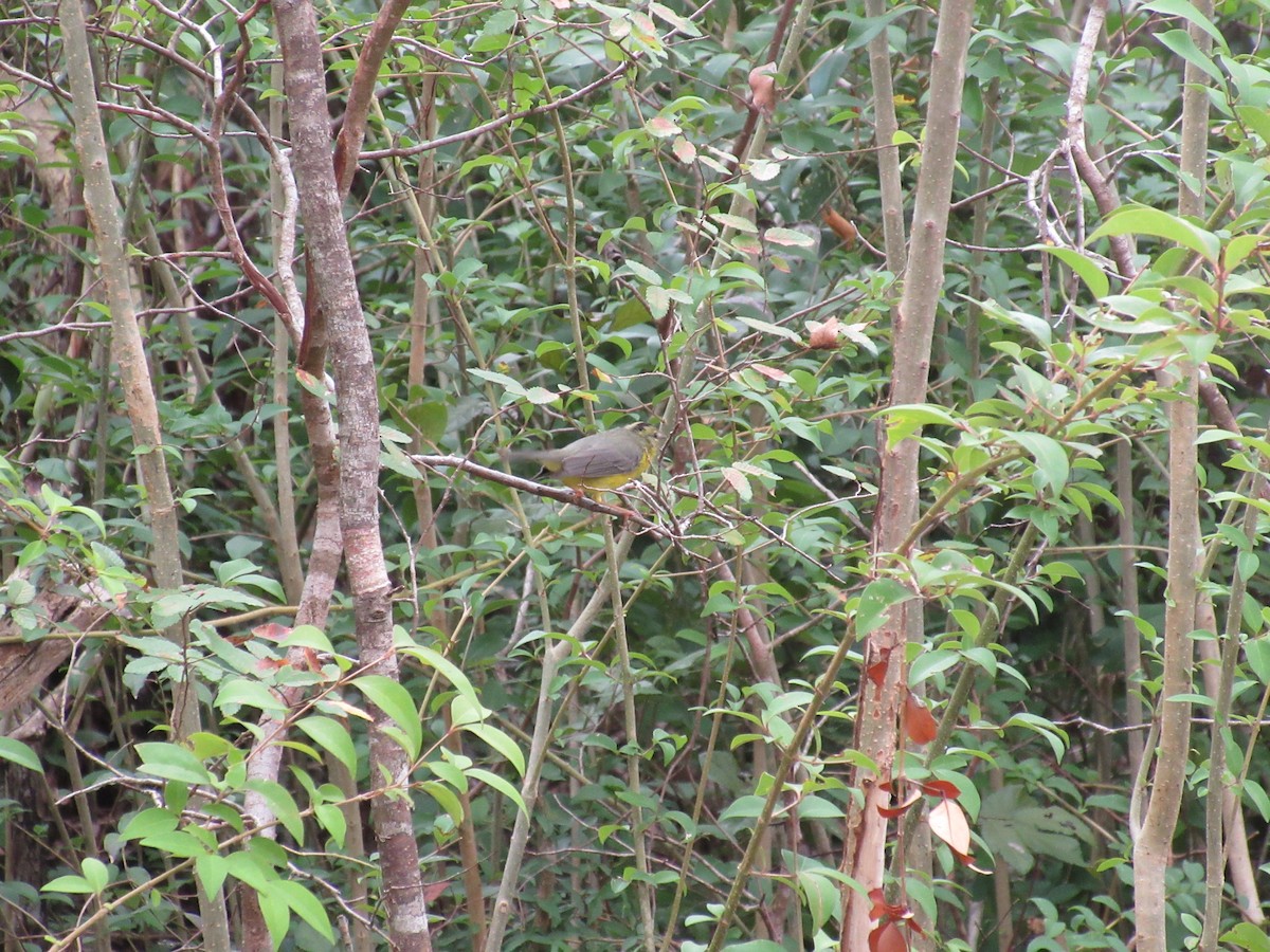 Paruline à couronne dorée - ML88167691