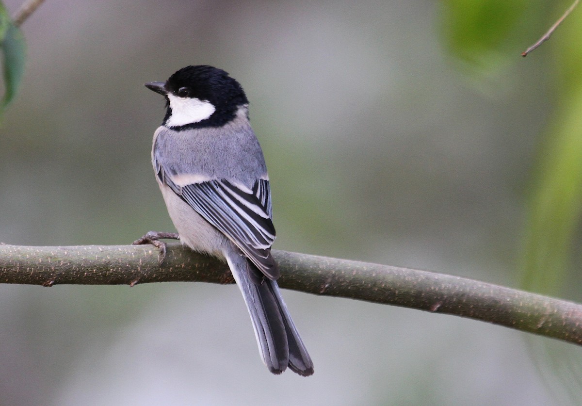 Cinereous Tit - ML88167991