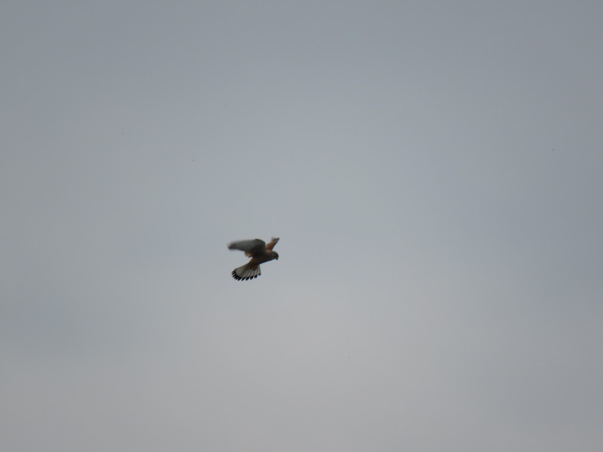 Eurasian Kestrel - ML88168831