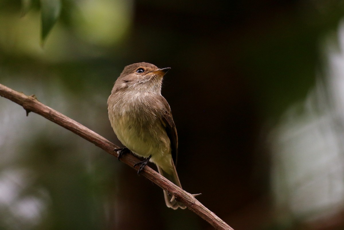 African Dusky Flycatcher - ML88169191