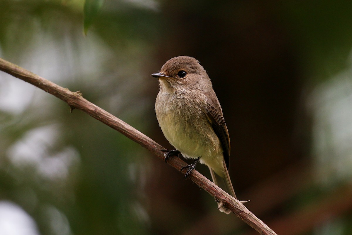 African Dusky Flycatcher - ML88169251