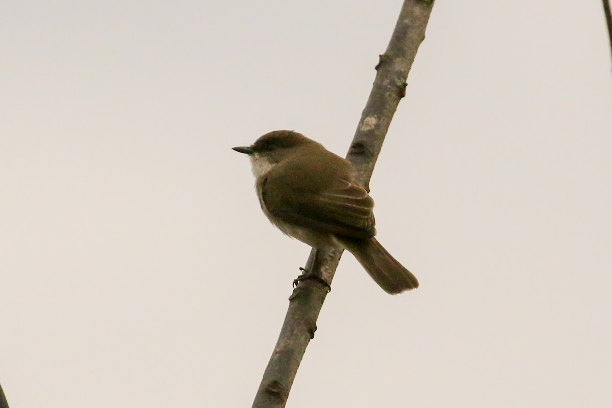 Swamp Flycatcher - ML88169341