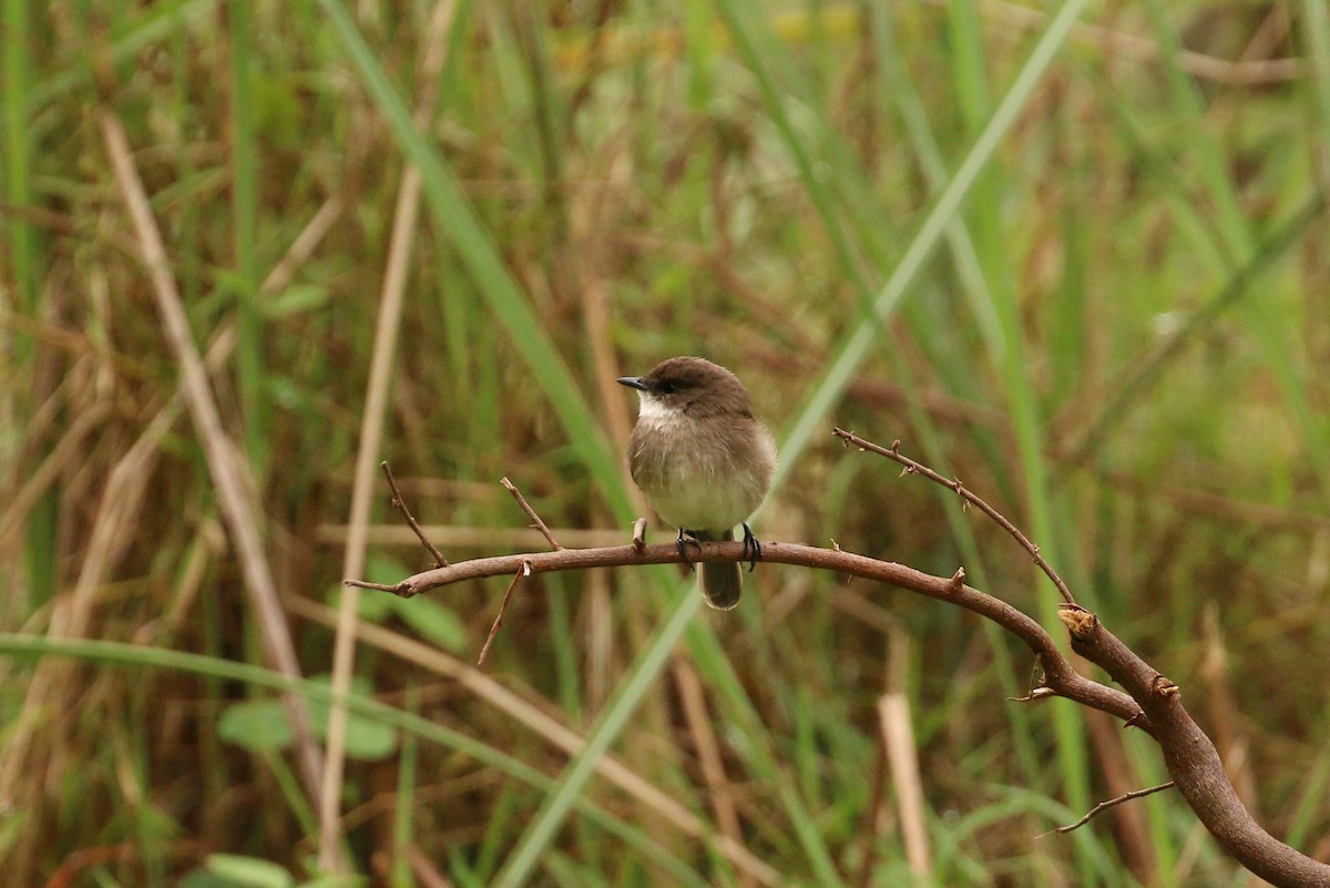 Swamp Flycatcher - Tommy Pedersen