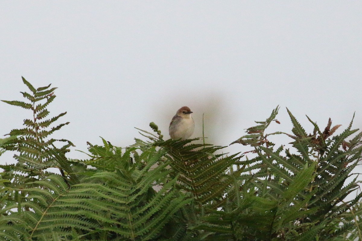 Winding Cisticola - ML88169471