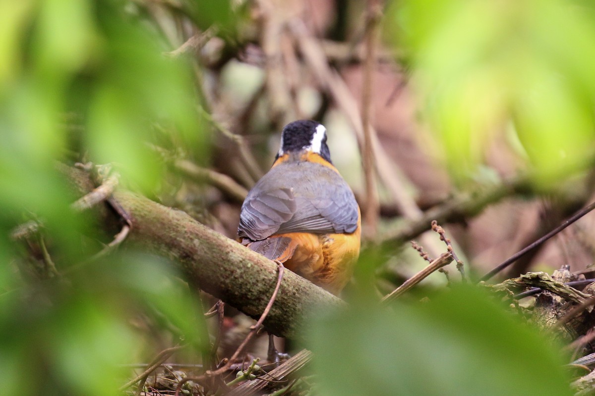 White-browed Robin-Chat - ML88169521